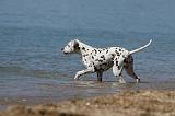 DALMATIEN 222